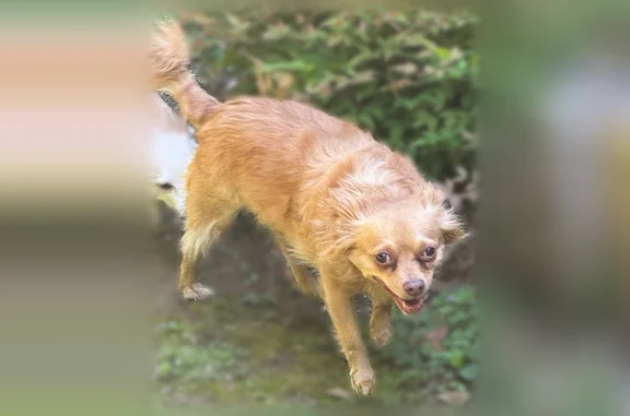 Found dog Louisville, photo: Found male dog, Bardstown Road, Louisville - small long haired red tan chihuahua