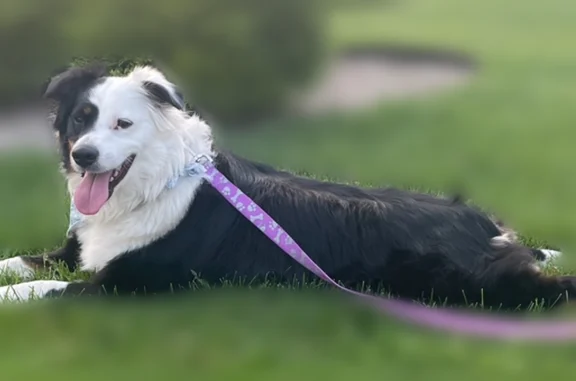 Lost dog, Conger Road, Anniston - female Mini Australian Shepherd - photo