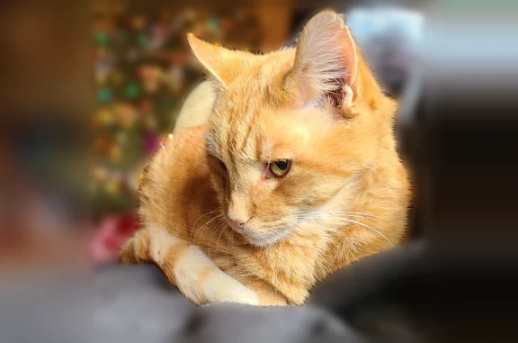 Lost cat, Andover Woods Drive, Charlotte - orange tabby with green eyes - photo