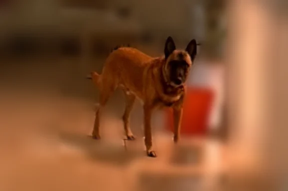 Lost male dog, Beach Street, 2109, Fort Worth - dark tan coat - photo