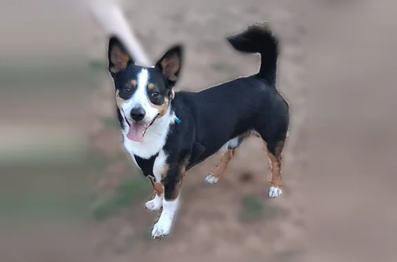 Found dog Yukon, photo: Found dog, Pointe Parkway Boulevard, 301, Yukon