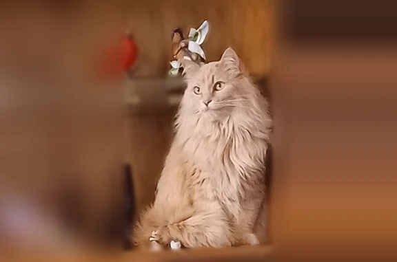 Missing cat Wausau, photo: Lost cat, N 2nd Ave, 426 1/2, Wausau - long haired golden female