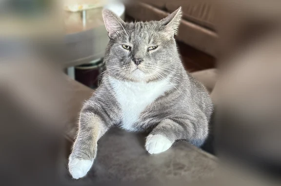 Lost male cat, Martins Hollow Road, 108, Charleston - gray white with red harness - photo