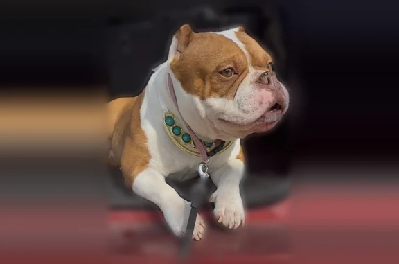 Lost dog, South Luella Avenue, Chicago - deaf female American bully - photo