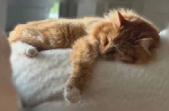 Missing cat Kansas City, photo: Lost cat, West 178th Street, Bucyrus - medium size orange male named Simba