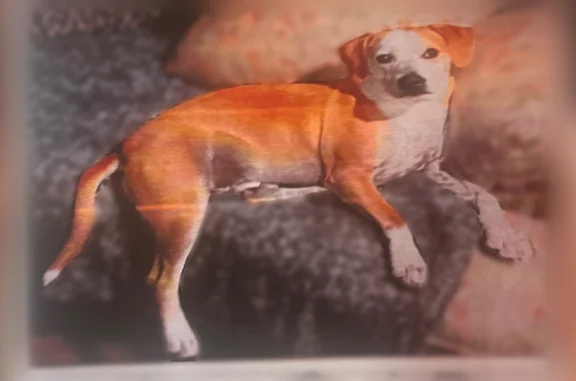 Missing dog Aurora, photo: Lost dog, South Xanadu Way, Aurora - white and light brown named Lotty or Larry