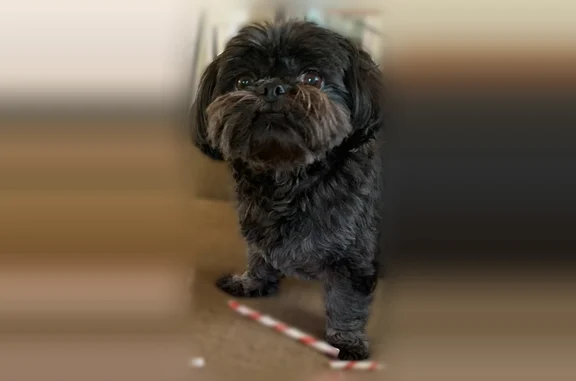 Lost dog, East Main Street, Mendon - black Shih Tzu with harness - photo