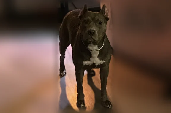 Lost dog, Raleigh-Millington Road, Memphis - female, grey with a white spot - photo