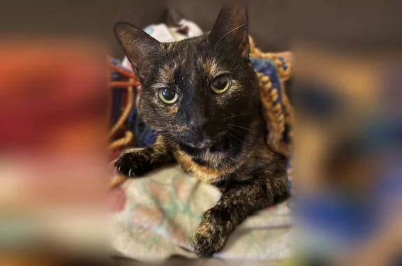 Lost cat, Oak Avenue, Berlin Township - female with multi color coat - photo