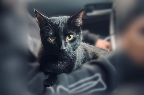 Lost cat, Penniman Road, Williamsburg - medium sized all black Bombay - photo