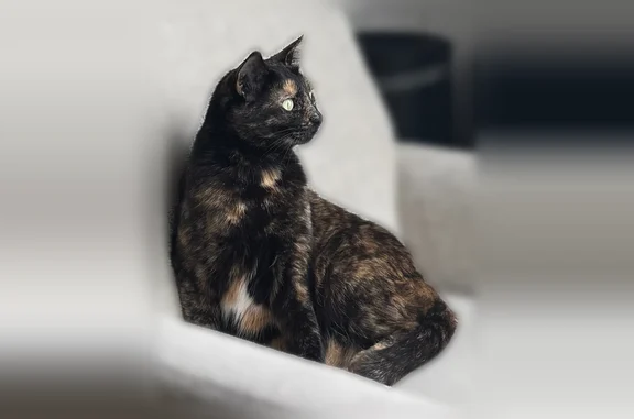 Lost cat, Bay Meadows Drive, Converse - female, indoor and chipped - photo