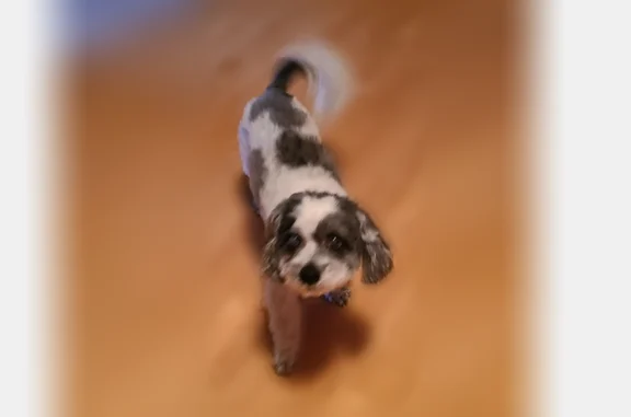 Missing dog Male, Austin (usl535915) - photo