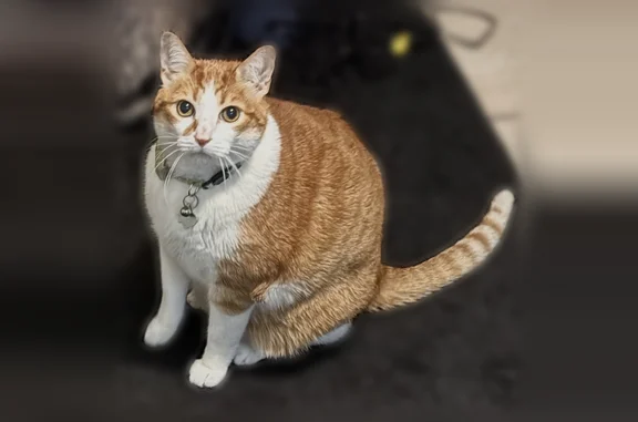 Lost male cat, Indian Lakes Drive, Jacksonville - 20lbs with collar - photo