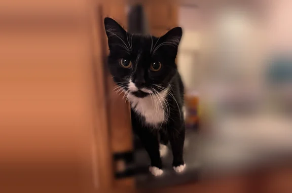 Missing cat Female, Menasha (usl535918) - photo