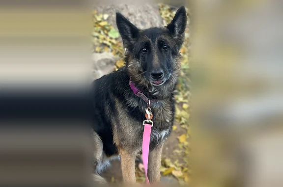 Lost dog, North Dodge Circle, Prescott Valley - female German shepherd - photo