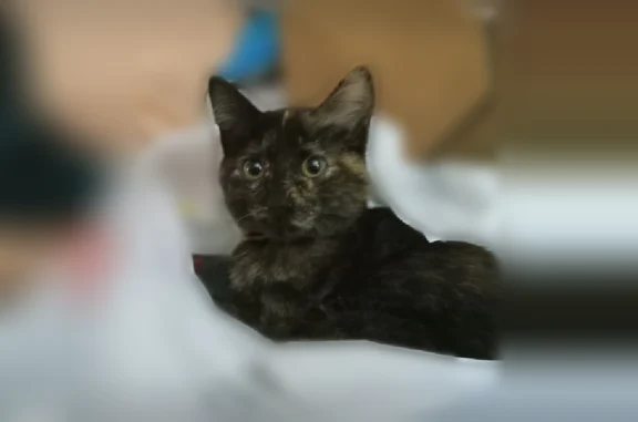 Lost cat, 157th Street Northeast, Regal - 7 month old female short hair tortishel - photo