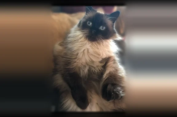 Missing cat Canton, photo: Lost female cat, AppleGate Lane, Canton - Himalayan named Bella