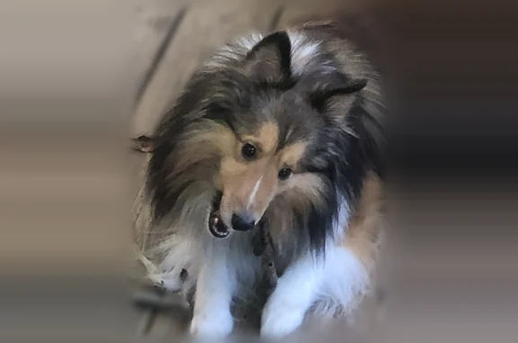 Lost dog, Stathams Landing, Kettering - male Sheltie with green harness - photo