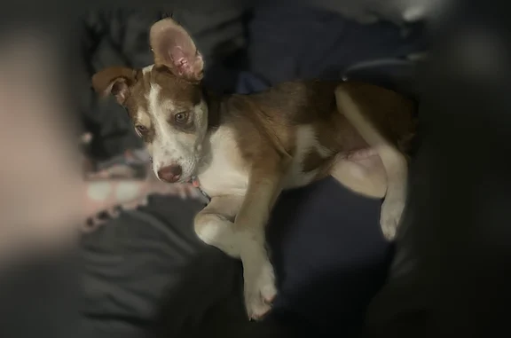 Found dog Scottsdale, photo: Found dog, East Harvard Street, Scottsdale - male with green eyes