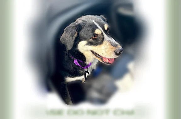 Lost dog, Pembroke Drive, 7300, Reno - female, shy and nervous - photo