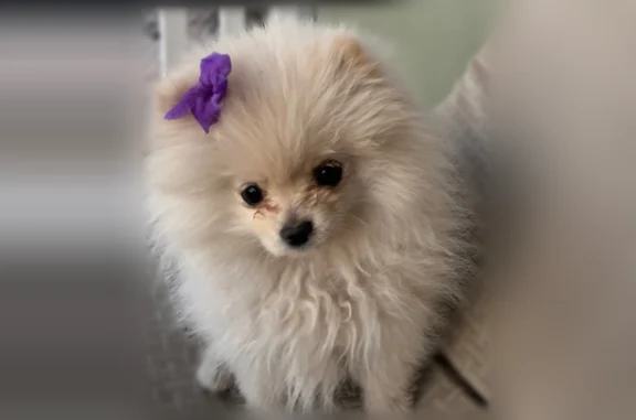 Lost dog, South 92nd Place, Mesa - female with fluffy white hair - photo