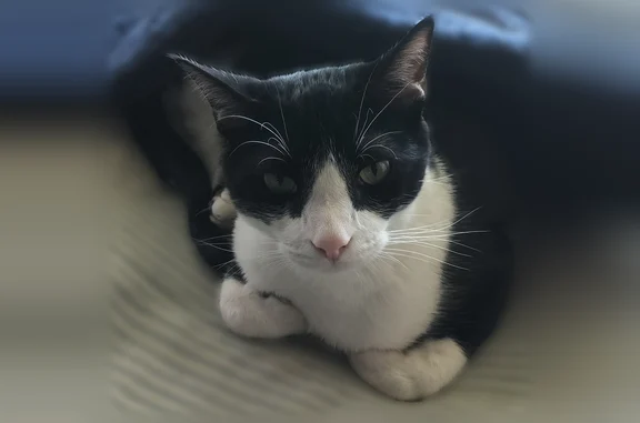 Lost cat, East Pembrook Circle, Wichita - black and white tuxedo - photo