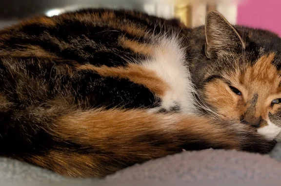 Lost cat, North Drexel Avenue, Columbus - female with patches and a cauliflower ear - photo