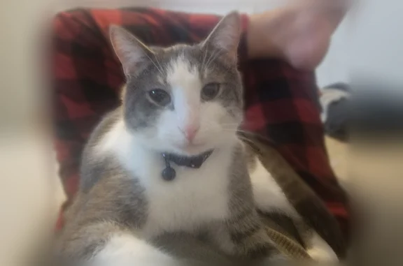 Lost cat, East 6th Street, Owensboro - male grey tabby - photo