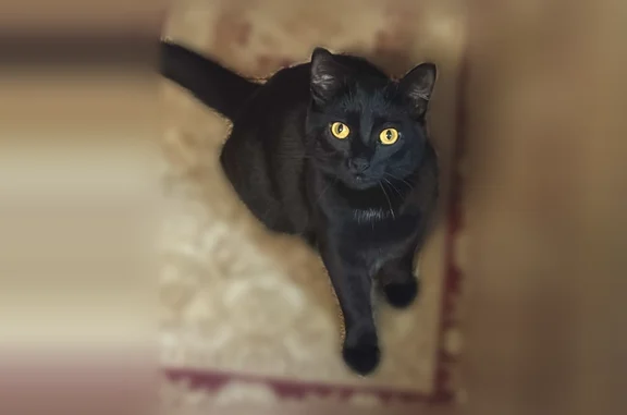 Lost cat, Cobblestone Drive, Dry Ridge - black with yellow eyes - photo