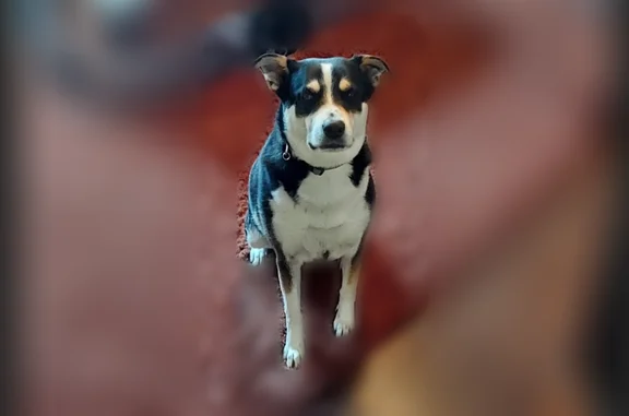 Missing dog Fairway, photo: Lost dog, Fairway Road, Fairway - black, white, and tan with orange collar