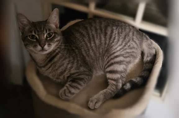 Lost male cat, South 9th Street, Chesterton - grey striped tabby named Ichi - photo