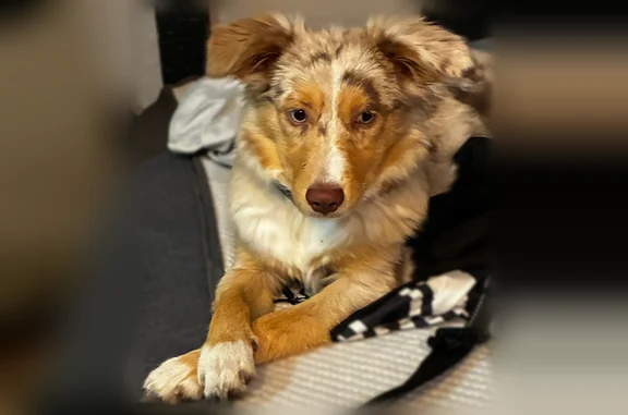 Lost female dog, East Dania Beach Boulevard, Dania Beach - Mini Australian shepherd - photo