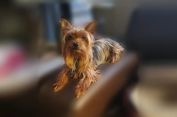 Lost dog, Ford Street, 94, Pittston Township - auburn and skittish - photo