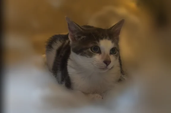 Lost male cat, Heartland Circle, Mulberry - dark grey nose and green eyes - photo