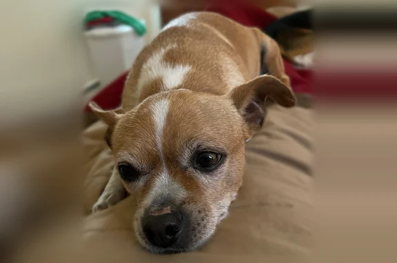 Missing dog Male, Randolph (usl535951) - photo