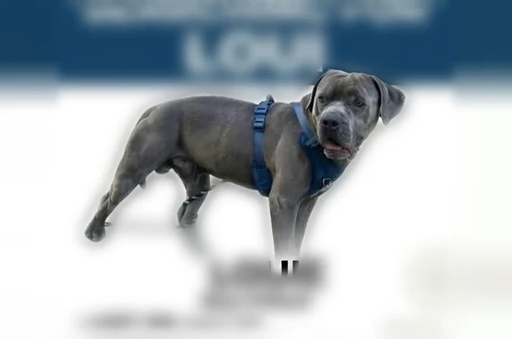 Lost dog, Pearland Sites Road, Pearland - grey male blue pitbull - photo