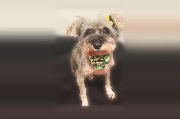 Lost dog, West 18th Street, Chicago - female with pink collar - photo