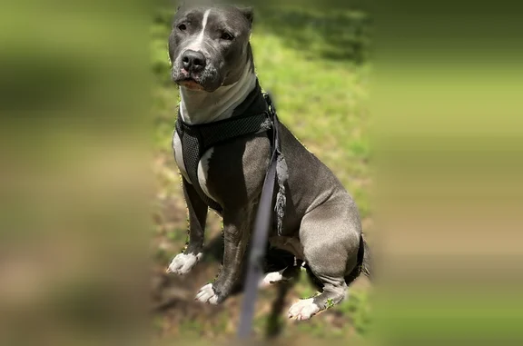 Lost dog, Saint John Avenue, Dyersburg, Arlington - blue female pit - photo