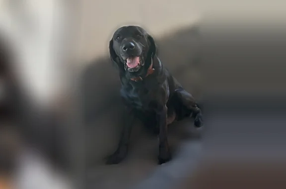 Lost dog, Whitehouse Road, Summerville - skittish black medium lab - photo