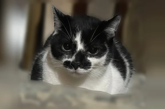 Lost cat, Old Apsley Road, Apsley, Youngstown - male, 8 months old - photo