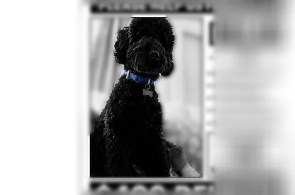 Lost male dog, West Center Street, Sheridan - solid black miniature poodle - photo