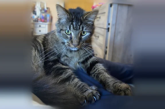 Lost male cat, Museum Road, Statesville - photo