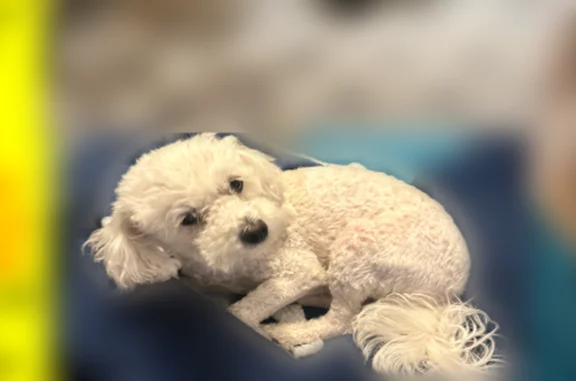 Lost dog, South State Street, Chicago - female with white fur - photo