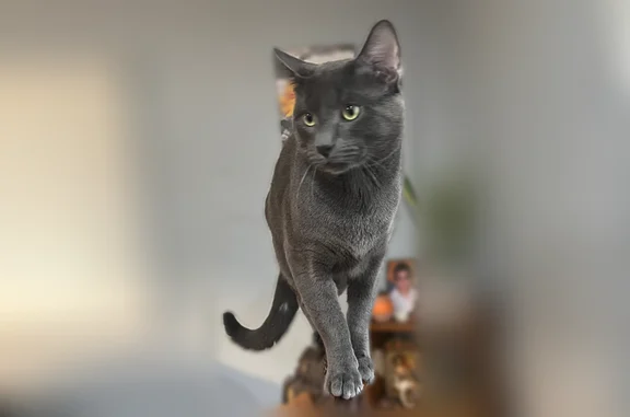 Lost cat, U.S. 46, 1691, Roxbury Township, Arlington - male with long mustache - photo