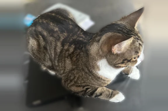 Lost cat, Windcrest Lane, San Diego - female tabby - photo