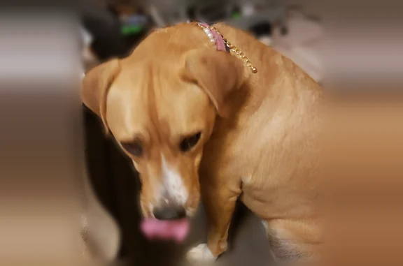 Lost dog, East Shasta Drive, Tucson - female with a curled tail - photo