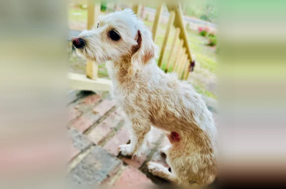 Lost dog, Bolin Road, North Augusta - white dachshund terrier mix - photo