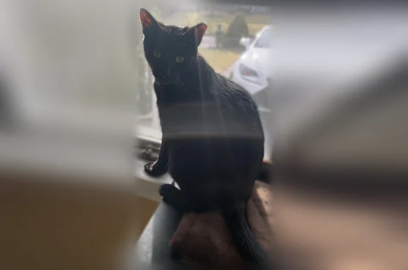Lost male cat, Masonic Avenue, Holtsville - black and very shy - photo