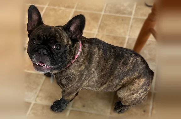 Missing dog Female, Marion (usl535972) - photo