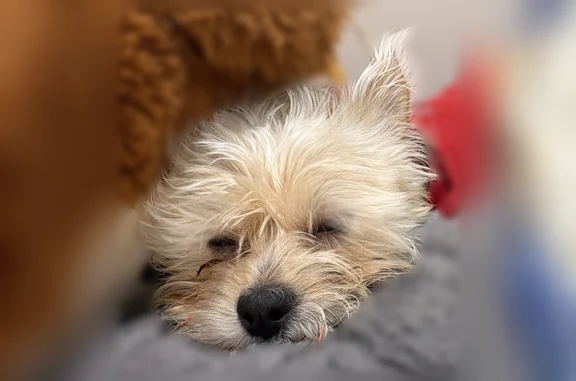 Lost dog, North 61st Avenue, Phoenix - male with red shirt and blue collar - photo